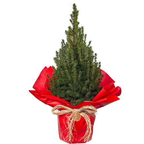 Canlı Yılbaşı Çamı - Konik Ladin Hediye Paketli