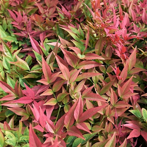 Cennet Bambusu (Nandina Domestica)