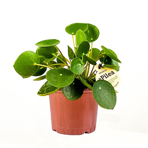 Çin Para Çiçeği Mini (Baby Pilea)