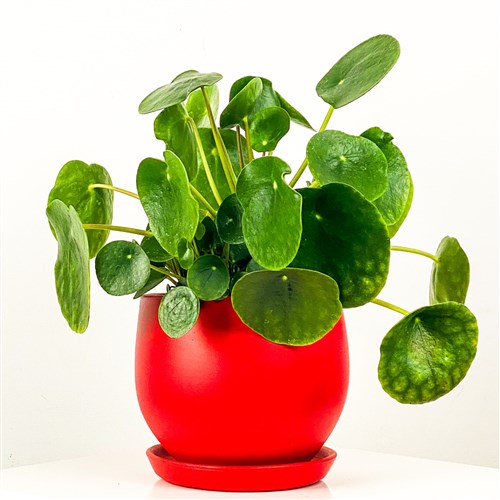 Çin Para Çiçeği (Pilea) Curvy