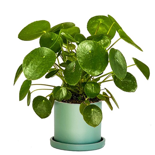 Çin Para Çiçeği (Pilea) Ruby