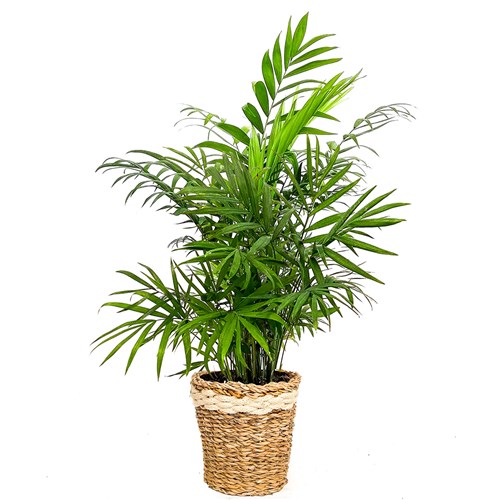 Dağ Palmiyesi (Chamaedorea Elegans) Hasır Saksılı