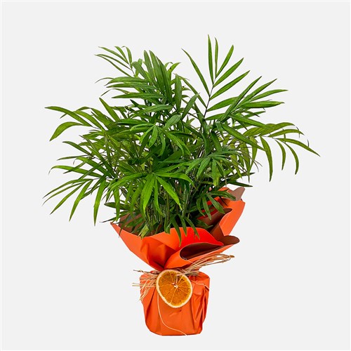 Dağ Palmiyesi (Chamaedorea Elegans) Hediye Paketli