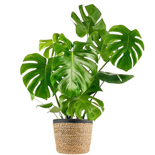 Deve Tabanı Large (Monstera Deliciosa) Hasır Saksılı