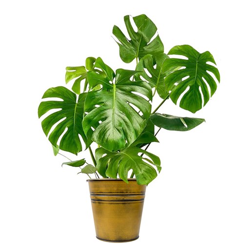 Deve Tabanı Large (Monstera Deliciosa) Metal Saksılı