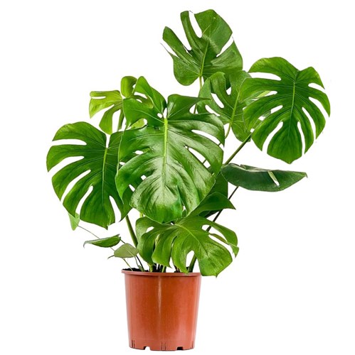 Deve Tabanı Large (Monstera Deliciosa)