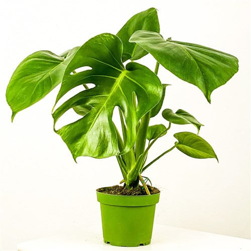 Deve Tabanı (Monstera Deliciosa)