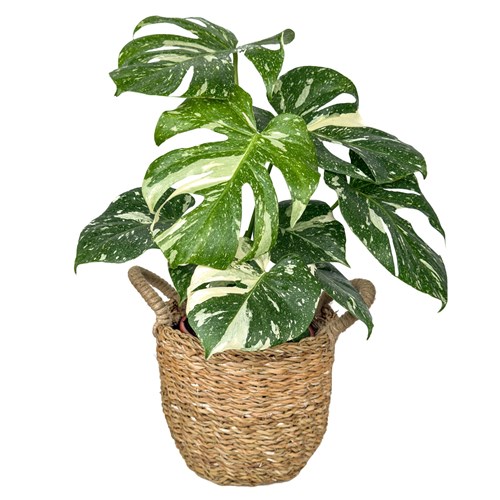 Deve Tabanı (Monstera Deliciosa Albino Variegata) Basic Hasır Saksılı