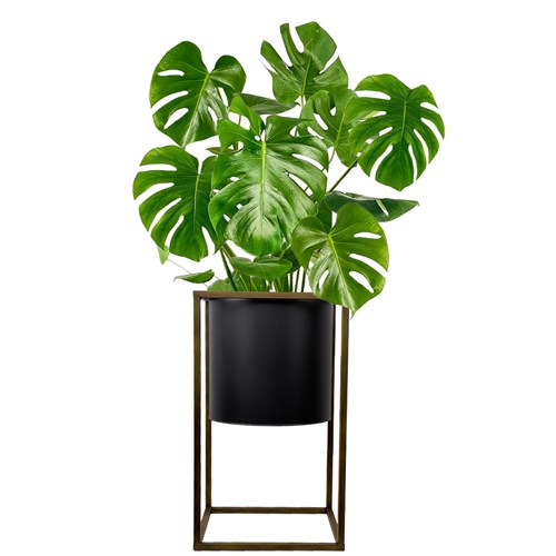 Deve Tabanı (Monstera Deliciosa) Ayaklı Siyah Metal Saksılı