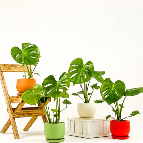 Deve Tabanı (Monstera Deliciosa) Curvy