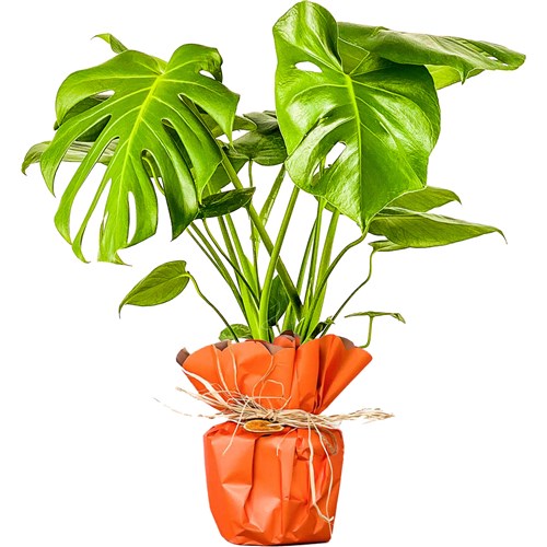 Deve Tabanı (Monstera Deliciosa) Hediye Paketli