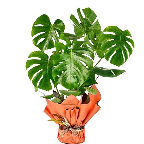 Deve Tabanı XL (Monstera Deliciosa) Hediye Paketli