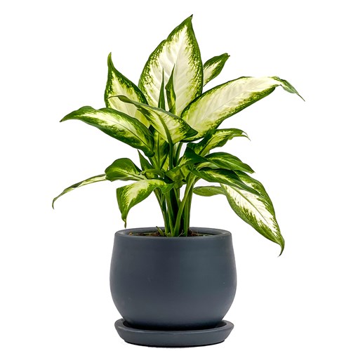 Difenbahya (Dieffenbachia Camilla) Curvy