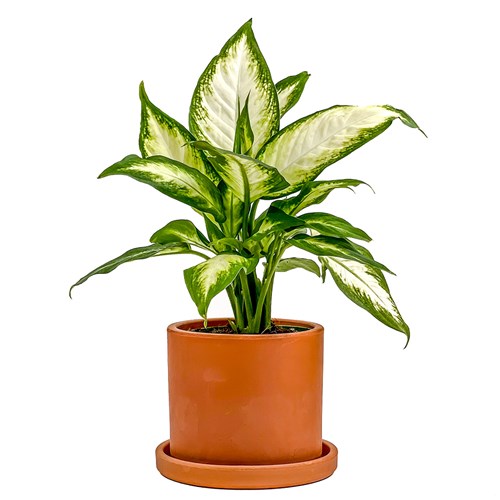 Difenbahya (Dieffenbachia Camilla) Ruby