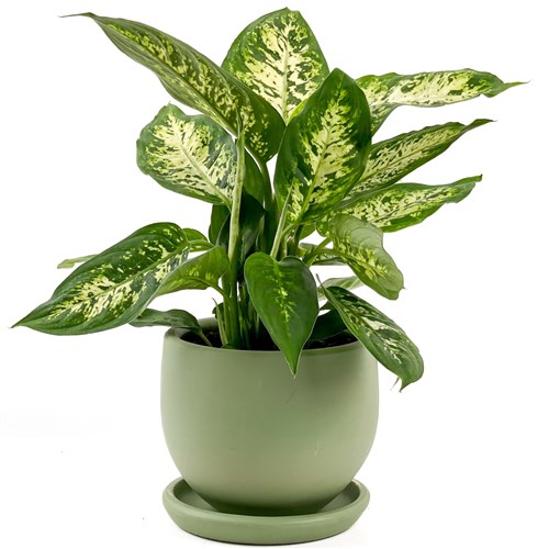 Difenbahya (Dieffenbachia Compacta) Curvy