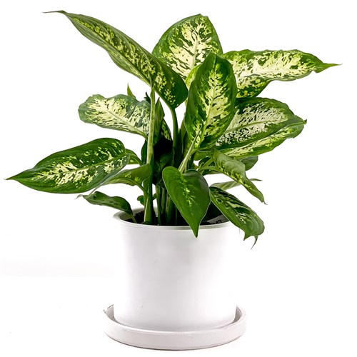 Difenbahya (Dieffenbachia Compacta) Ruby