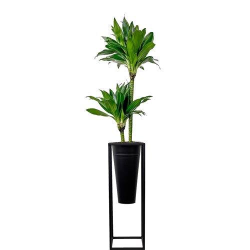 Dracaena Compacta - 2 Gövdeli Ayaklı Siyah Metal Saksılı