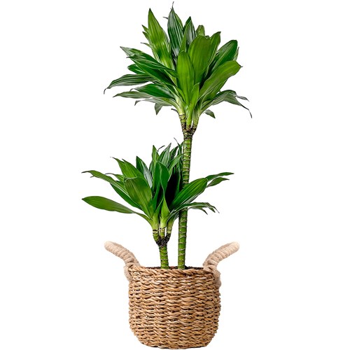 Dracaena Compacta - 2 Gövdeli Hasır Saksılı