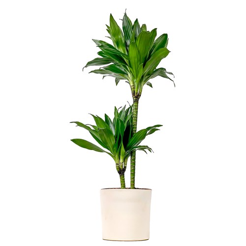 Dracaena Compacta - 2 Gövdeli Ruby
