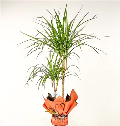 Dracaena Marginata - 2 Gövdeli Hediye Paketli