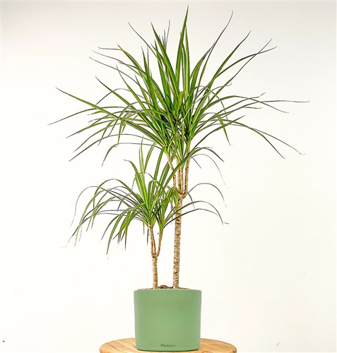 Dracaena Marginata - 2 Gövdeli Ruby