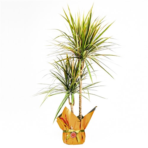 Dracaena Marginata Bicolor - 2 Gövdeli Hediye Paketli