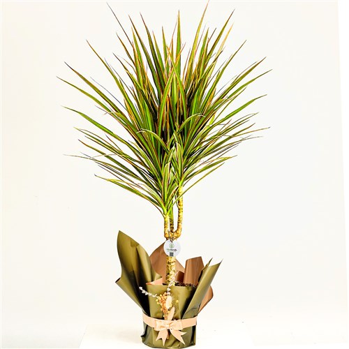 Dracaena Marginata Bicolor - Tek Gövdeli Hediye Paketli