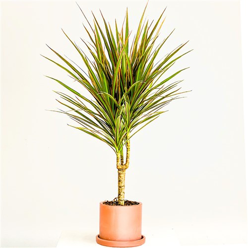 Dracaena Marginata Bicolor - Tek Gövdeli Ruby