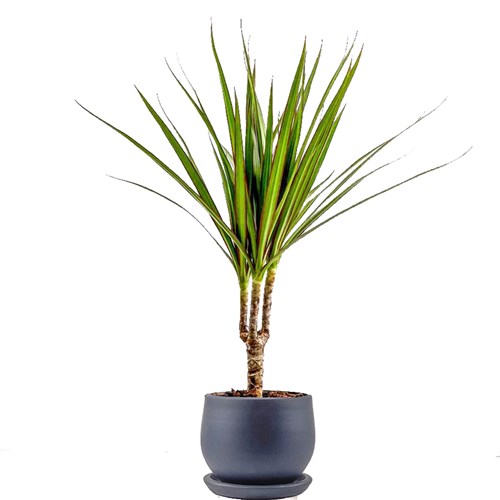 Dracaena Marginata - Tek Gövdeli Curvy