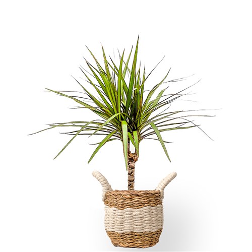 Dracaena Marginata - Tek Gövdeli Hasır Saksılı