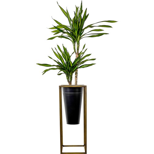 Dracaena Rikki - 2 Gövdeli Ayaklı Siyah Metal Saksılı