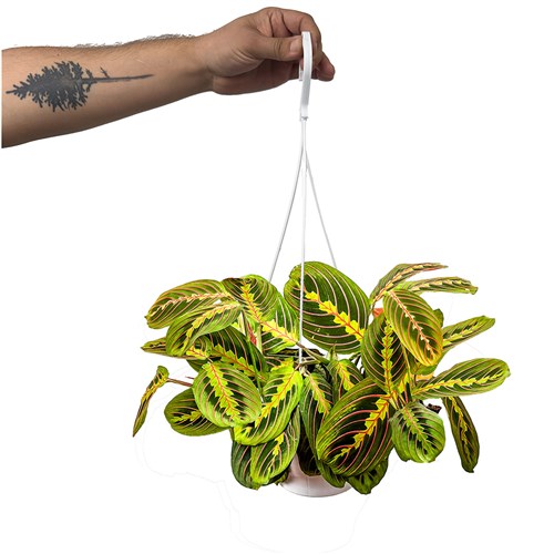 Dua Çiçeği (Maranta Fascinator) Askılı Saksılı