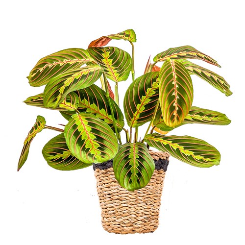 Dua Çiçeği (Maranta Fascinator) Hasır Saksılı