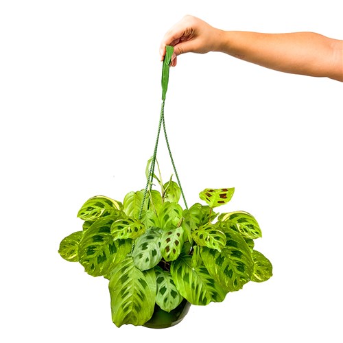 Dua Çiçeği (Maranta Kerchoveana) Askılı Saksılı