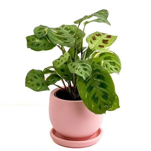 Dua Çiçeği (Maranta Kerchoveana) Curvy
