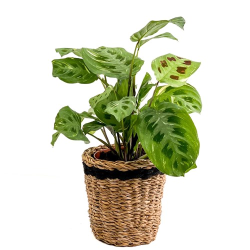 Dua Çiçeği (Maranta Kerchoveana) Hasır Saksılı