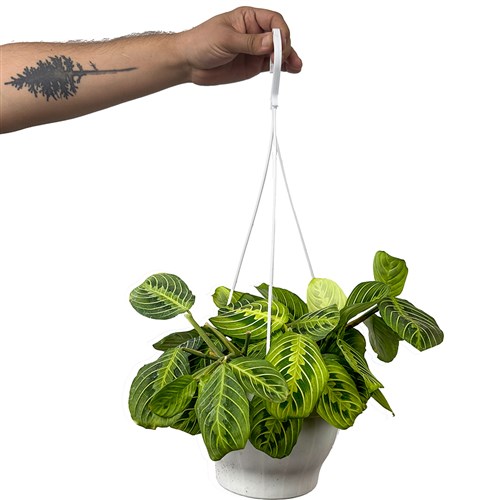 Dua Çiçeği (Maranta Lemon Lime) Askılı Saksılı