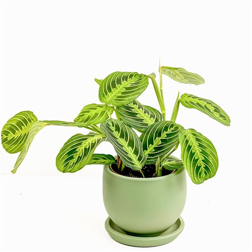 Dua Çiçeği (Maranta Lemon Lime) Curvy