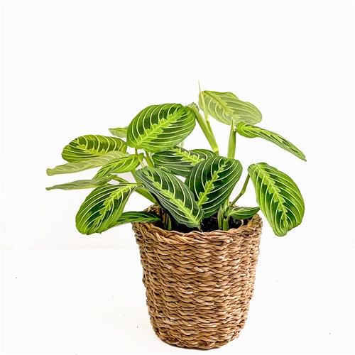 Dua Çiçeği (Maranta Lemon Lime) Hasır Saksılı