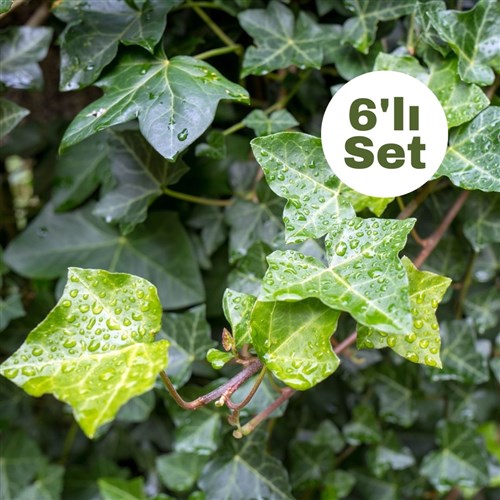 Duvar Sarmaşığı (Hedera Helix) 6'lı Set
