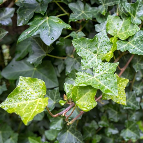 Duvar Sarmaşığı (Hedera Helix)