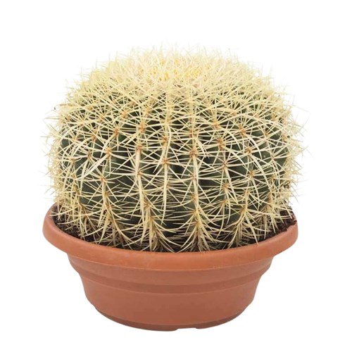 Ekinoks Kaktüs (Echinocactus Grusonii) Large