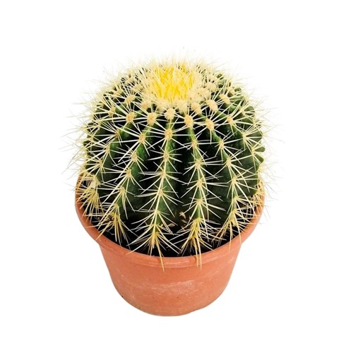 Ekinoks Kaktüs (Echinocactus Grusonii) Medium