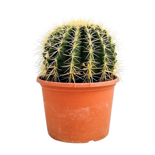 Ekinoks Kaktüs (Echinocactus Grusonii) Small