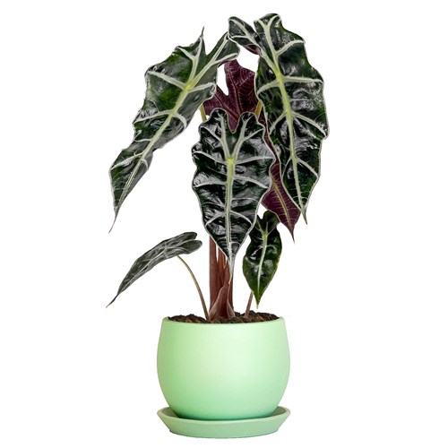 Fil Kulağı (Alocasia Polly) Curvy