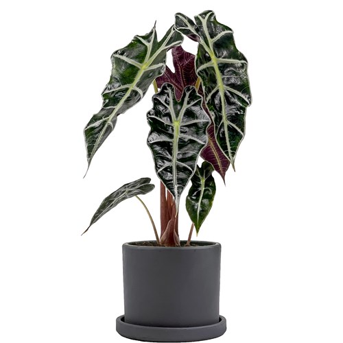 Fil Kulağı (Alocasia Polly) Ruby