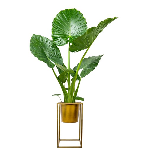 Fil Kulağı (Alocasia) XL Ayaklı Gold Metal Saksılı