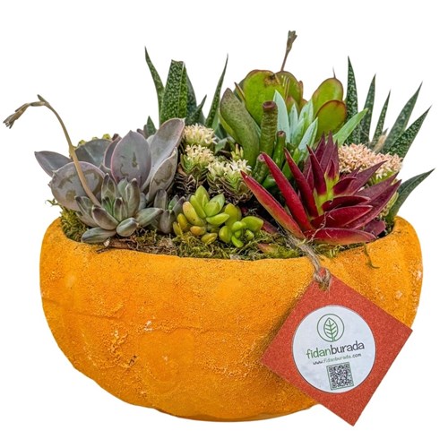Hediye Mix Aranjman – Pumpkin Sukulent