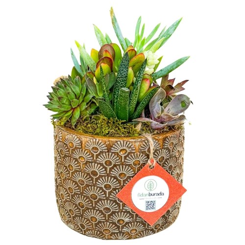 Hediye Mix Aranjman – Retro Sukulent