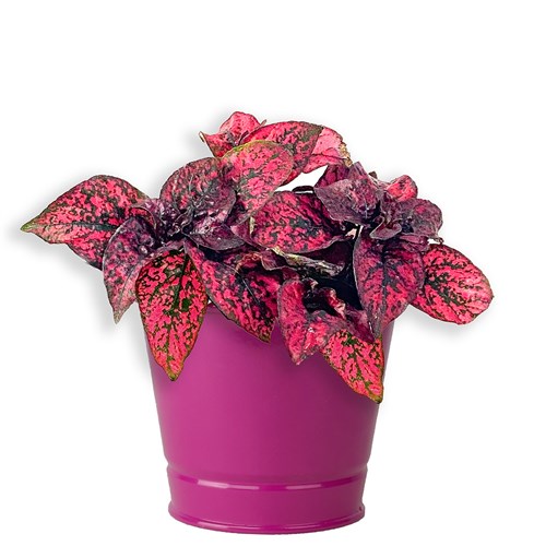 Hostes Çiçeği (Hypoestes) Metal Saksılı